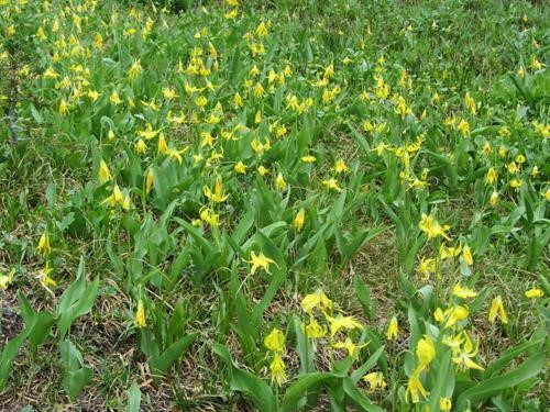 A late patch of glacier lilies