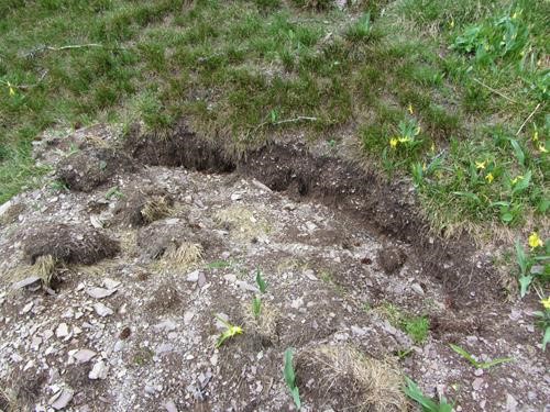 non-human excavation for glacier lily bulbs