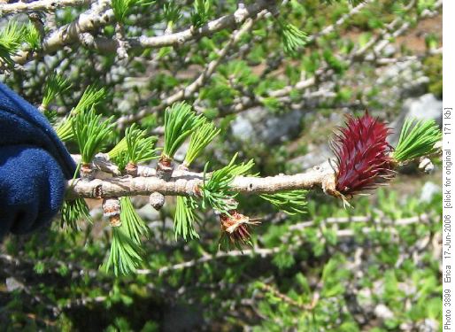 Female larch flower (pre-cone), Lyall's Larch.