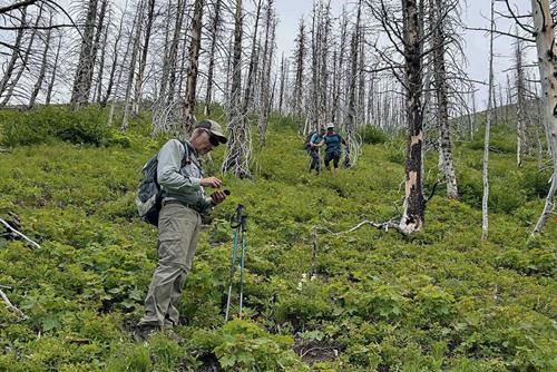 Mild bushwhacking on the descent off Ruby Ridge