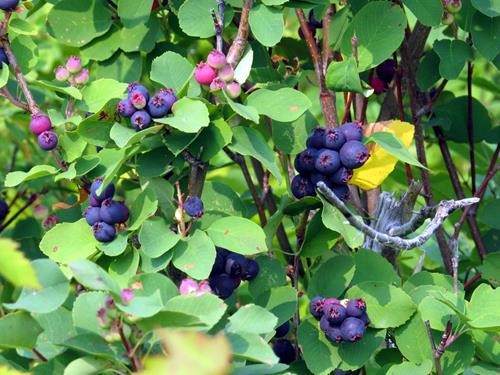 Saskatoons