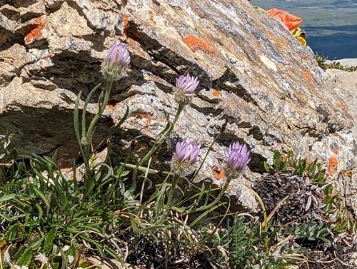 Buff Fleabane (Erigeron ochroleucus)