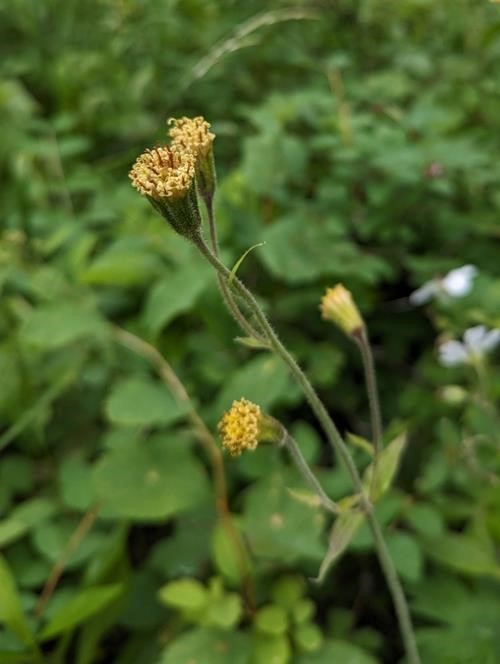 Parry's Arnica