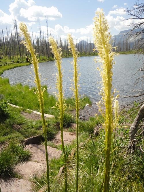 Bear Grass at Summit Lake on the Carthew-Alderson Trail