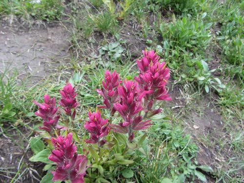 One of many paintbrush colours