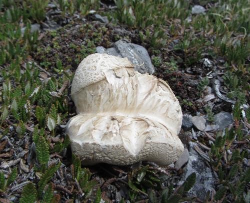 The biggest puffball
