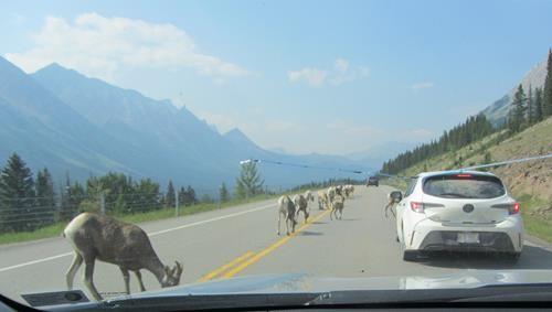 One of three sheep herds on Hwy 40- licking salt?