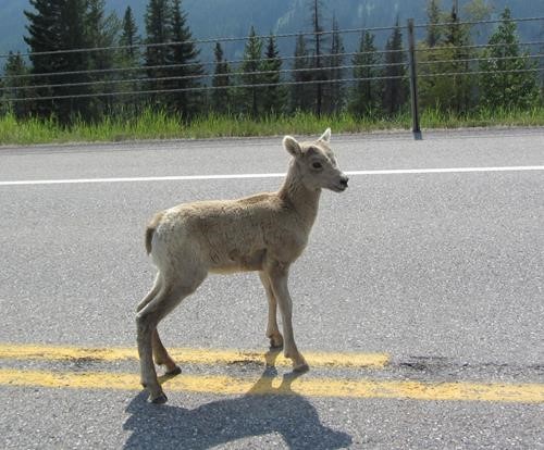 baby of the herd