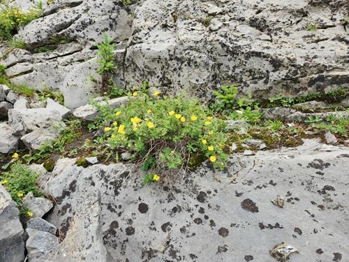 Rock Garden at end of 1st lake