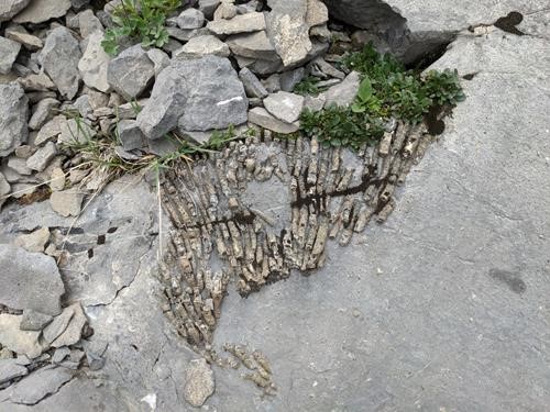 Fossils