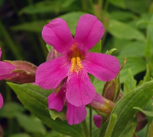 Red Monkey Flower