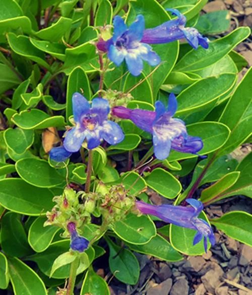 Penstemon