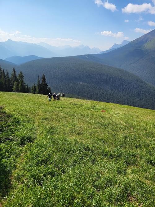 A day in mountain meadows