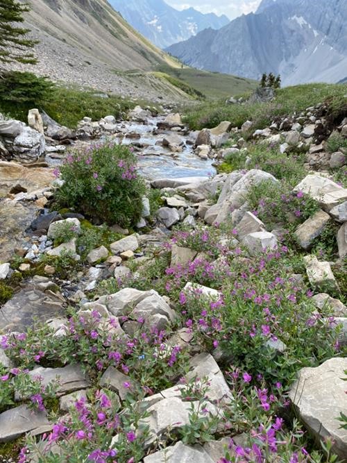 Lots of river beauty along streams