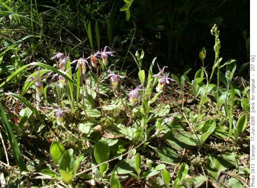 Calypso Orchids