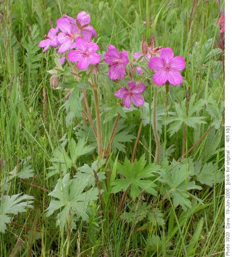 Geranium