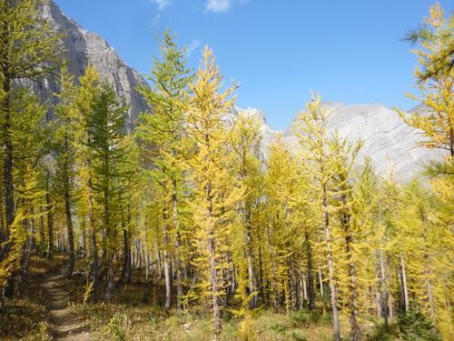 Larches on the High Rock Trail (GDT section B)