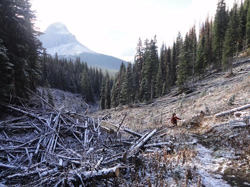 {265 alistair desmoulins} crosses avalanche debris in the GDT section B (High Rock Trail)