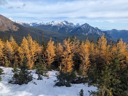 Larches glowing on the ascent