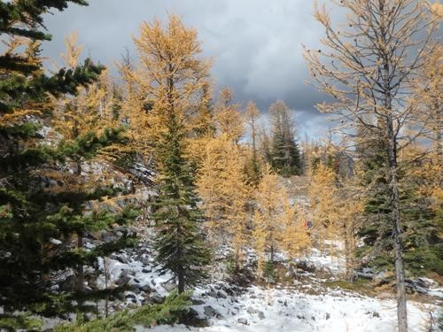 larches under black cloud