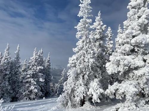 Beautiful trees; Nihahi behind