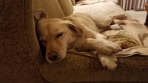 Nanu recovering after herding a group of 17 Ramblers for the day