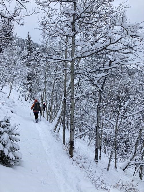 Sim, among snow covered aspens on the final stretch toward the road