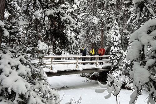 Winter Wonderland at the Bolton Creek bridge