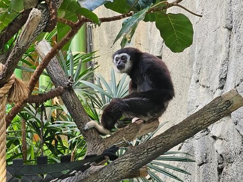 white-handed gibbon