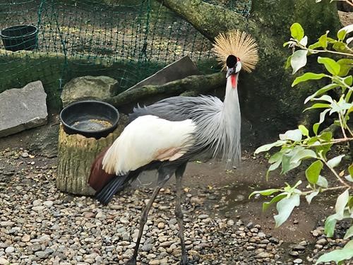 African crowned crane