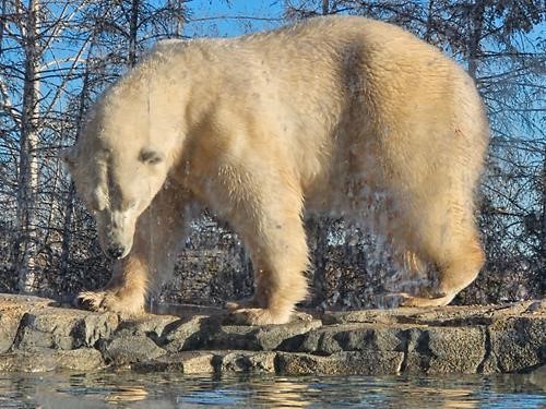 Polar bear in its new habitat