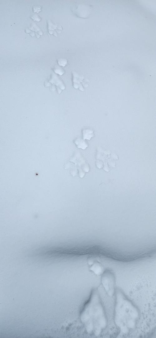 Mystery tracks