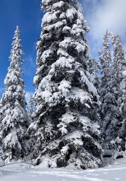 Tall spruce with icicles