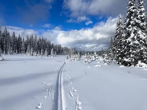 Return along our up-trail across Elk Meadows