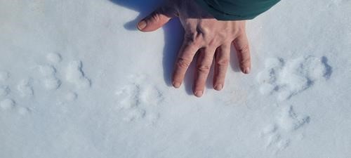 Suspected Wolverine Tracks on Parker Ridge