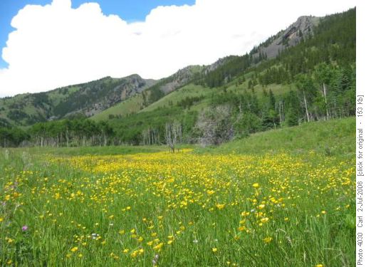 Field of flowers in upper Fir Creek