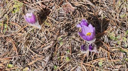 Prairie Crocuses