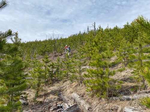 Easy bushwhacking and route finding through a cutblock