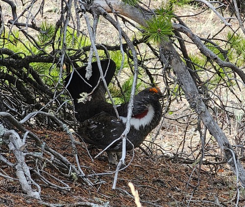 Gorgeous spruce grouse 