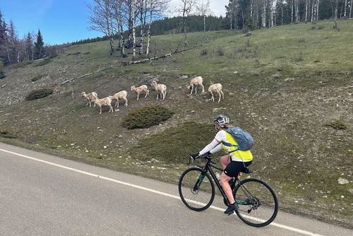 Cathy riding by some bighorn sheep