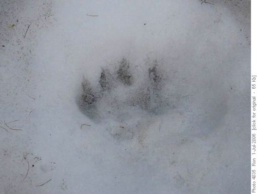 Paw in the snow