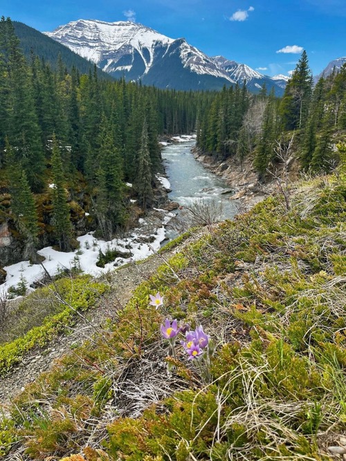 Crocuses along Sheep River - photo from Cathy