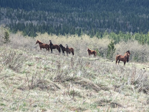 Horses (photo by Bill)