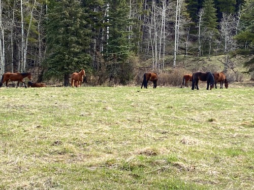 Horses!