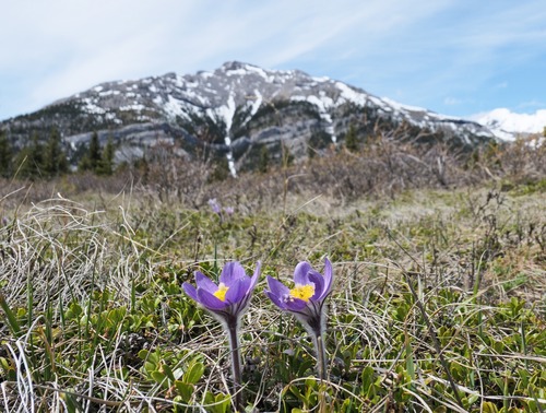 Flower season seems to be a bit late, with crocus in abundance, and a fair amount of shooting stars, but only small patches of the other usual early summer species