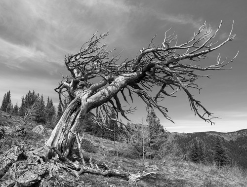 One of the many picturesque gnarled pines along the exposed ridges
