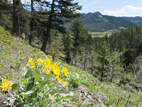 A small patch of balsam root above the trail down Fir Creek