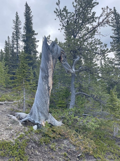 Named by Sim "the dragon tree"