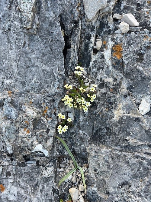 Rock Jasmine?
