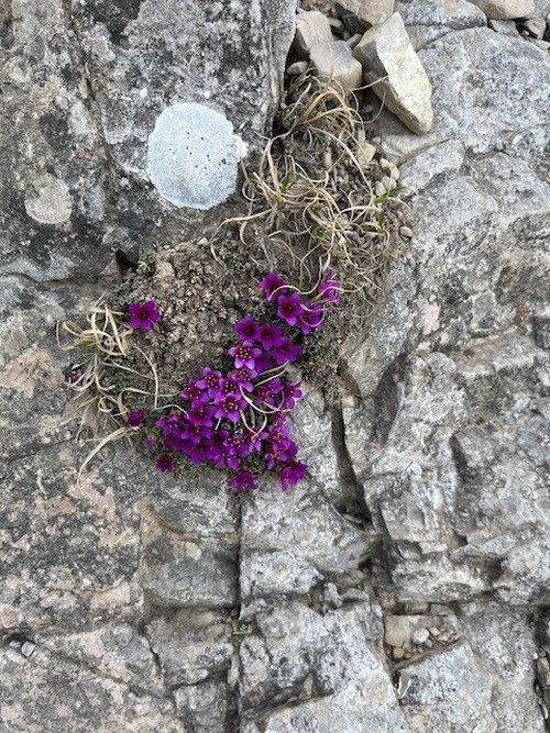 Saxifrage?